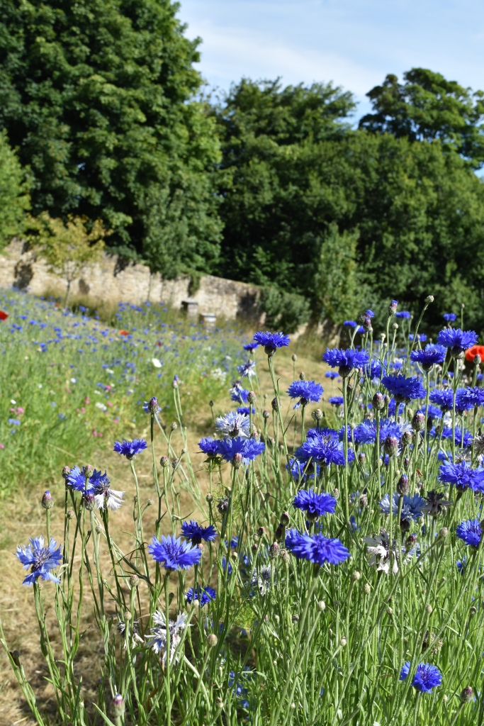 Wildflower patch in summer. Battle Abbey, Battle, East Sussex, England. Blue, annual cornflowers in wild strips of flowers