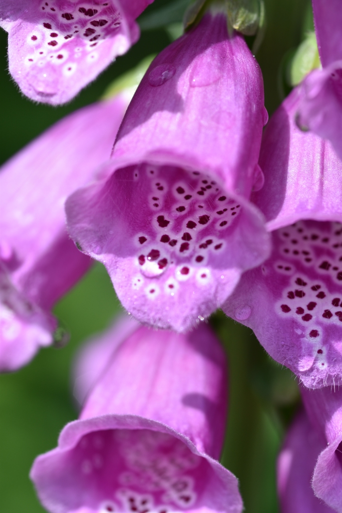 A close up of the bee guides in a foxglove flower