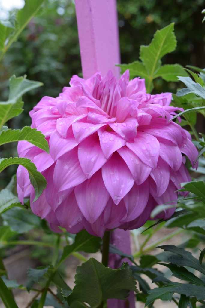 Lilac pink dahlia flower with a lilac pink stake