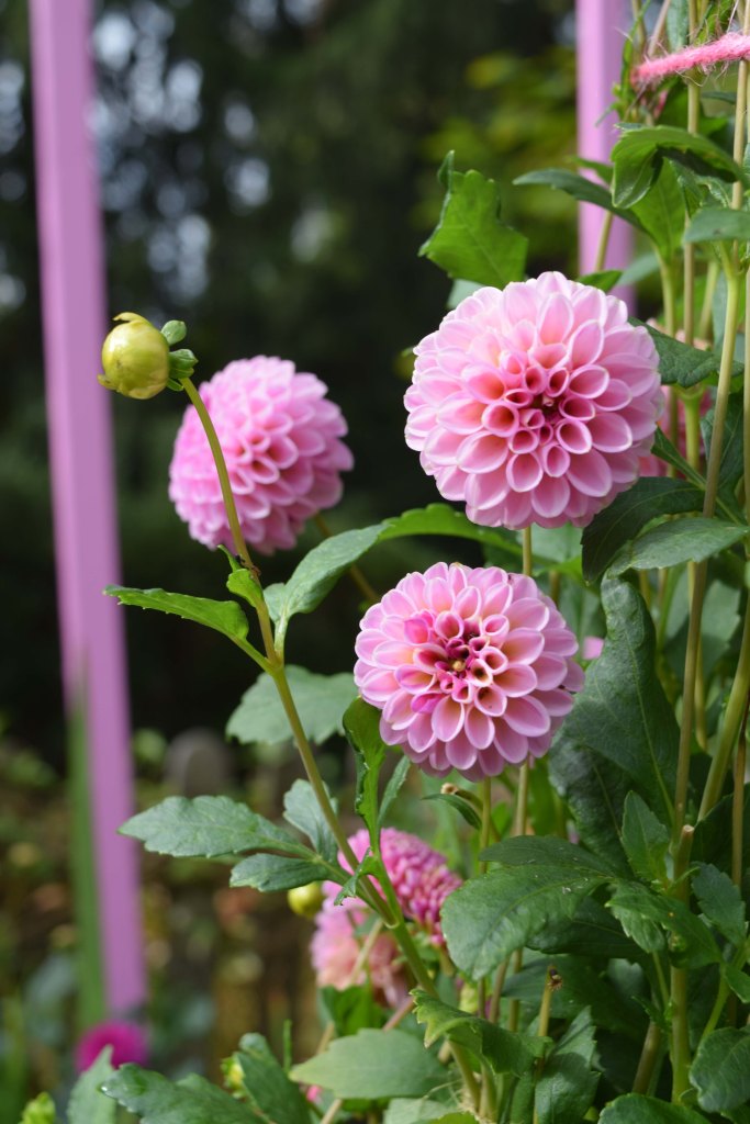 Pink dahlia flowers and pink summer stakes