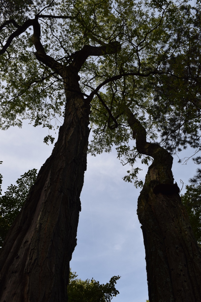 Two majestic old trees look like they are talking to each other